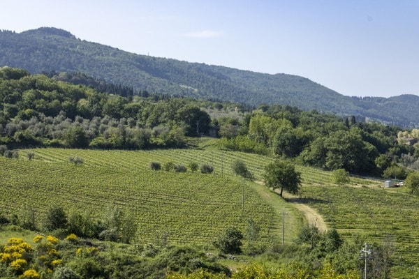 Bibi Graetz Vue Aerienne