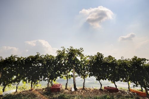 Tommasi-Conca-d-Oro-Vineyard_500px