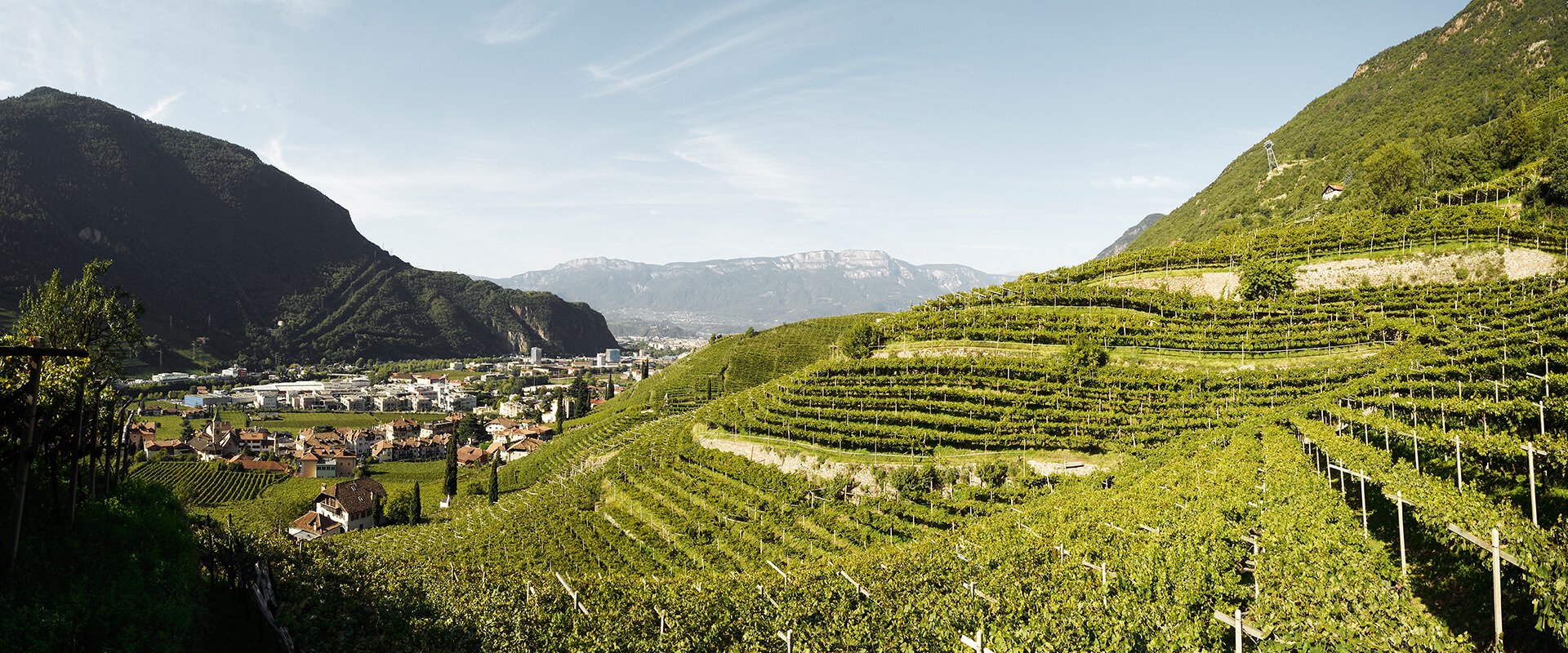 Panoramablick von Weinberg in Bozen