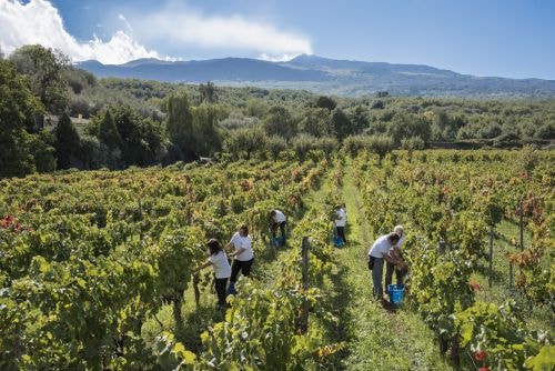 PFG1811_vendemmia-a-montelaguardia_500px