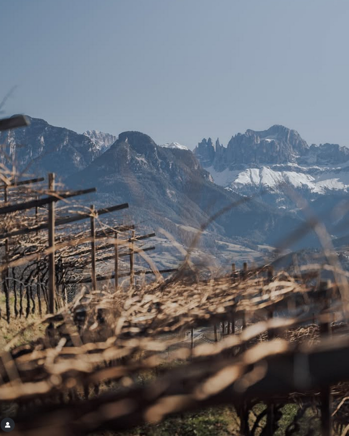 Weinberg in Bozen vor Gebirge