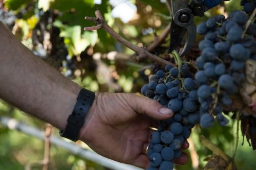 vendemmia_500px