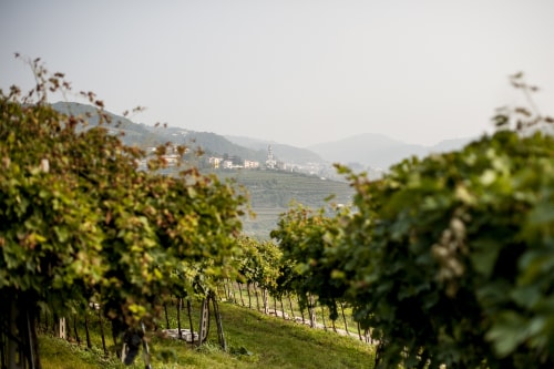 ValpolicellaFALL1-Copia-500px