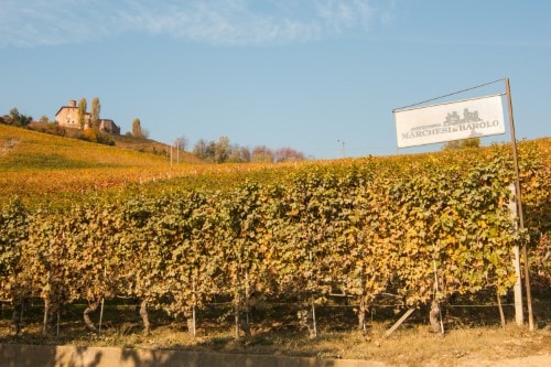 Marchesi-di-Barolo_Vigneti-19-Benutzerdefiniert