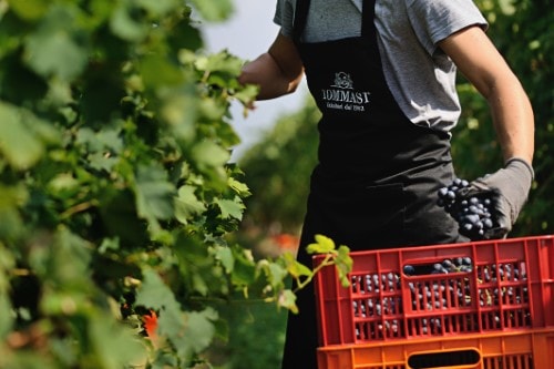 Tommasi-Harvest-close-up-Benutzerdefiniert