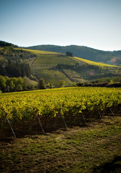 Solaia Wein