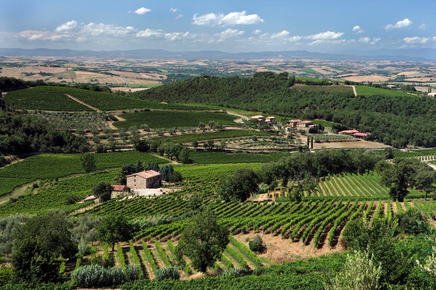 Vigne-Montalcino-4