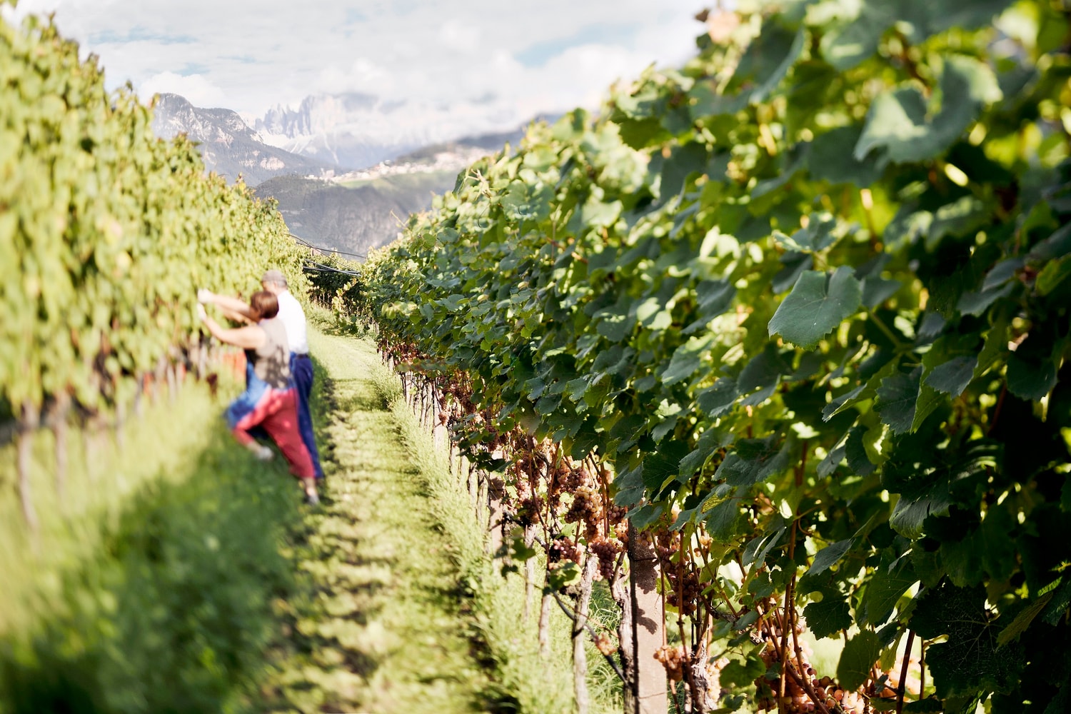 KBZ-terroir_mockhof_0009