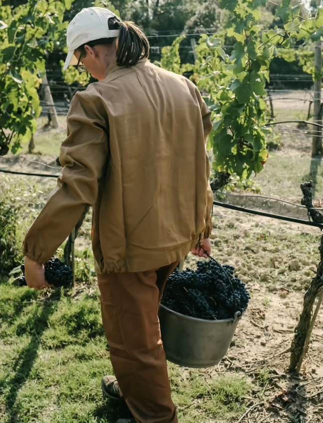 Erntehelfer von Banfi trägt einen Eimer mit Weintrauben