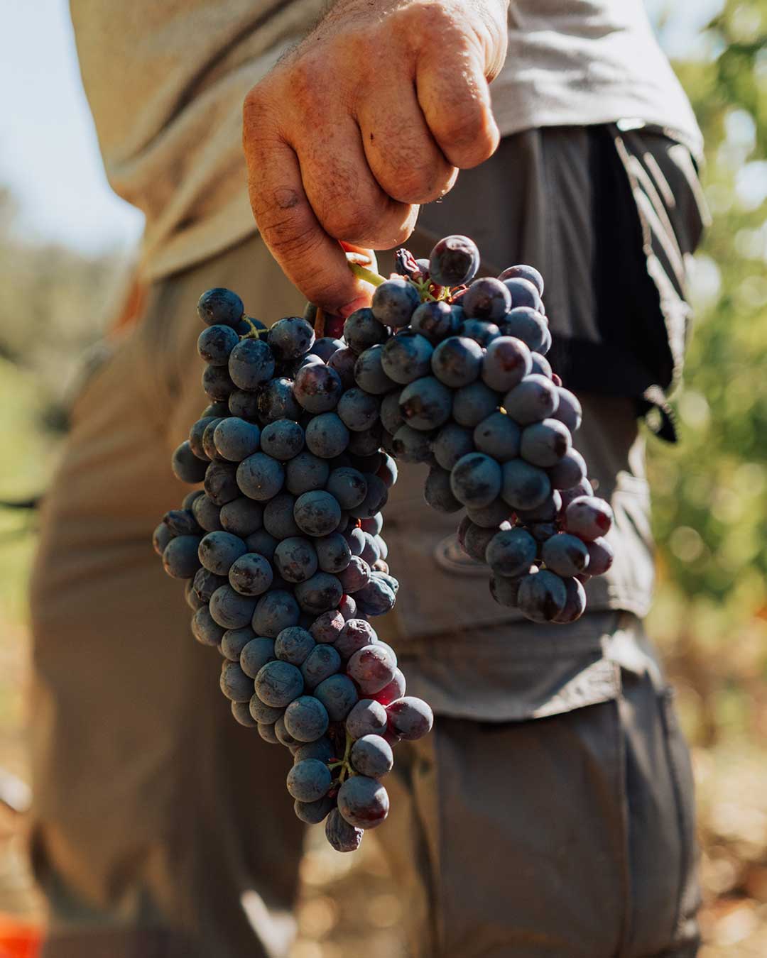 Hand hält Sangiovese Grosso Trauben