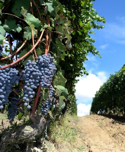 Marchesi-di-Barolo_Paesaggi-161-Benutzerdefiniert