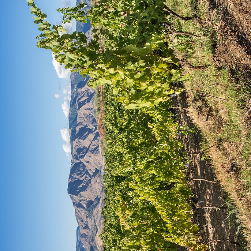 Donnafugata
